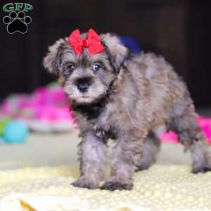 Josie, Miniature Schnauzer Puppy